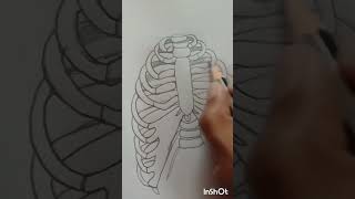 Rib cage diagram [upl. by Lydia329]