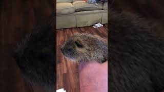 Louisiana Nutria Rat Swamp People Bayou Life Cajun Living [upl. by Yelrak842]