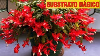 ✅ Como Preparar SUBSTRATO PARA FLOR DE MAIO Para NÃO CAIR AS FOLHAS DEPOIS DA FLORAÇÃO 😘🥀🥀 [upl. by Eibur]