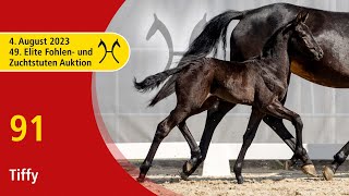 49th Verden Elite Foal OnLiveAuction Aug 4th No 91 Tiffy by Trussardi  Finest [upl. by Leeanne]