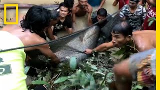 440Pound Giant Catfish Saved by Villagers  National Geographic [upl. by Michiko]