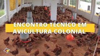 Encontro Técnico destaca avicultura colonial como alternativa para agregação de renda  Terra Sul [upl. by Alekat]