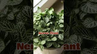 Stunning Indoor Plants with Green and White Leaves indoorplants plants [upl. by Patman]