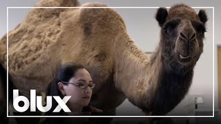 Geico  Camel Hump Day Greatest Commercial Of All Time  blux [upl. by Direj]