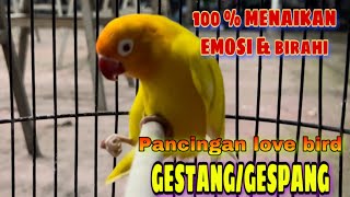 PANCINGAN LOVEBIRD LUTINO GESTANGGESPANG pancingan birahi emosi lb jantan [upl. by Ahseena]