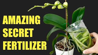 the amazing secret of orchid fertilizer Fast and Easy [upl. by Rozele587]