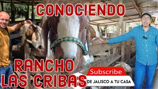 Conociendo Rancho Las Cribas Cabras de Registro en Jalisco [upl. by Huttan]