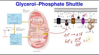 Shuttle Mechanisms amp ATP Yield [upl. by Mehalek]