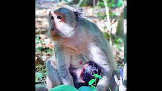 Congratulations to monkey Jade for giving birth to an adorable monkey [upl. by Nnayd]