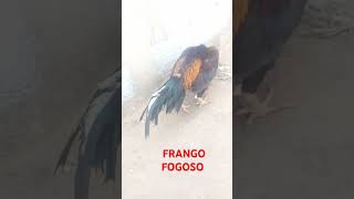 FRANGO FOGOSO MURA [upl. by Schell]