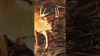 HEAVY KANSAS Buck Over a Decoy 🔥 [upl. by Netsriik]