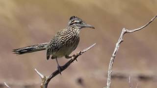 Greater Roadrunner Geococcyx californianus Calling Chattering Singing Randall County Texas [upl. by Richmal]