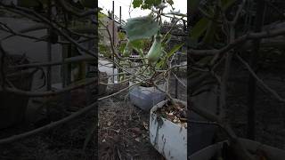 Brinjal at roof garden [upl. by Adnawak]