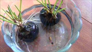 GrowPlant Chinese Water Chestnut Eleocharis dulcis in pondswimming pool [upl. by Reddy]