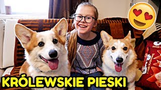 SŁODKIE PIESKI U MNIE W DOMU😍 CORGI PSIAK KRÓLOWEJ [upl. by Delwin299]