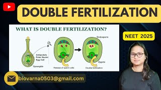 DOUBLE FERTILISATION IN FLOWERING PLANTS [upl. by Intosh]