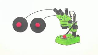 Anfertigen mikroskopischer Zeichnungen  Biologie  Cytologie [upl. by Rudolfo]