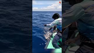 Catching 97kg Yellowfin Tuna Using Live Rosy Snapper Fish [upl. by Eelram777]