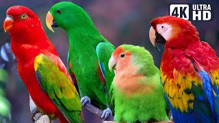 AMAZING PARROTS  BEAUTIFUL BIRDS  BIRDS SOUNDS FOR RELAXING [upl. by Wilbur742]