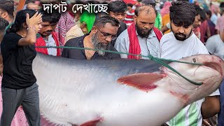 ইতিহাসের রেকর্ড পরিমাণের পদ্মার পাঙ্গাস কাতল ও আইর মাছ বিক্রি  best fishmarket in padma river [upl. by Jacob374]