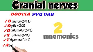 cranial nerves cranial nerves anatomy anatomy mnemonics [upl. by Kcub]