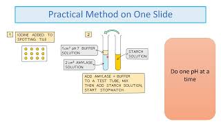 GCSE Biology RP4 Enzymes Revision Video [upl. by Esela]