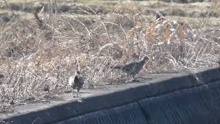 Hens of Japanese Pheasant Fly Off after Foraging in Early Spring [upl. by Dnalerb437]