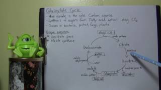 MBIO background Info  Glyoxylate cycle [upl. by Swanhilda]