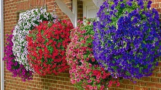 How to Plant Surfinia Hanging Basket Guide [upl. by Firahs]