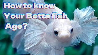 8 Signs To Know Age Of Betta Fish  Your Betta Fish Old Or Young [upl. by Einyaj773]