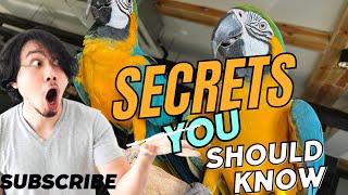 Successfully Macaw breeding secrets  Banku and piku macaw blue gold Macaws [upl. by Albertson]