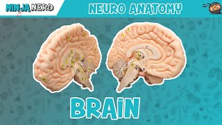 Anatomy of the Brain  Model [upl. by Dolly]