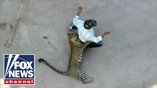 WILD video Leopard attacks residents in Indian city [upl. by Arturo]