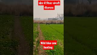 जंगली नीलगाय का शिकार l wild blue cow hunting l nilgai l blue cow trapping shorts shortvideo [upl. by Alysa]