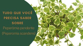 Como cuidar de Peperômia pendente Peperomia scandens [upl. by Sillsby]