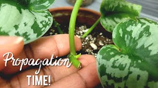 Scindapsus Pictus Exotica Propagation Potting and Care Tips  Updates [upl. by Odlavu]