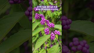 좀작살나무 효능 Callicarpa dichotoma 보라색열매 나무 shorts [upl. by Holman]