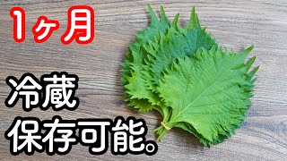 超簡単・手間なし 大葉の保存方法☆一ヶ月新鮮なまま大葉が保存できます。アレとアレの合わせ技 [upl. by Delamare]