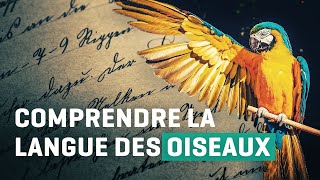 Comprendre la langue des oiseaux [upl. by Chemesh]