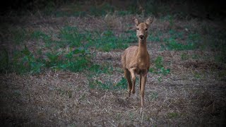 Chevrette un matin tranquille de janvier 2024 [upl. by Acinomahs12]