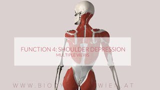 Latissimus Dorsi Functions Part 4 Shoulder Depression 3D ANIMATION [upl. by Edlin]