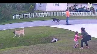 German shepherd saves sixyearold from being attacked by another dog [upl. by Eardnoed]