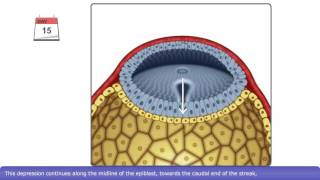 The Process of Gastrulation [upl. by Bing311]