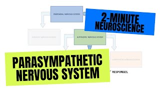 2Minute Neuroscience Parasympathetic Nervous System [upl. by Anitaf534]