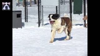 Slow Motion St Bernard Dog [upl. by Lesak]