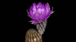 Time Lapse Echinocereus reichenbachii subsp perbellus USA Texas Runnels County 4K [upl. by Nyrol145]