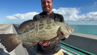 Keys Bridge Fishing slay FILLED COOLERS [upl. by Isidro]