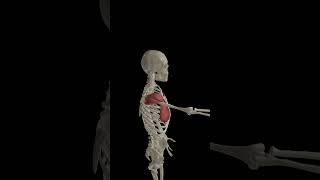 Shoulder Joit Horizontal Adduction 3danatomy health science anatomy [upl. by Adnalram]