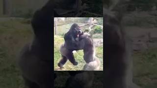 Gorilla Warfare Watch These Powerful primates Go Headtohead fighting wildlifeytshorts [upl. by Nellad]