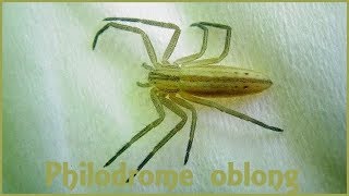 Tibellus oblongus  Walckenaer 1802  Philodromidae  Philodrome oblong  France  062019 [upl. by Feetal]